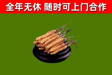 新安烟酒回收冬虫夏草.jpg
